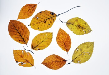 Obraz premium Herbstlich gefärbte Blätter