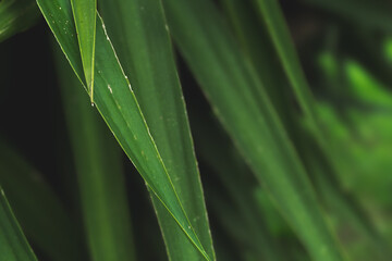 Green leaves foliage background. Luxury green forest palm leaves close up wallpaper background. eco. forest. soft green pastel natural background.