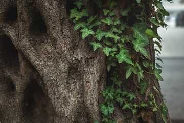 olive tree bark wooden background copy space - tree texture with green leaves trunk brown detailed minimalistic background