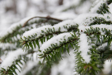 Snow covered evergreen branch close up with soft winter mood