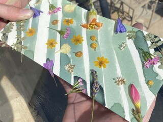 Cyanotype / blueprint process with flowers and leaves ready to be exposed in the sun
