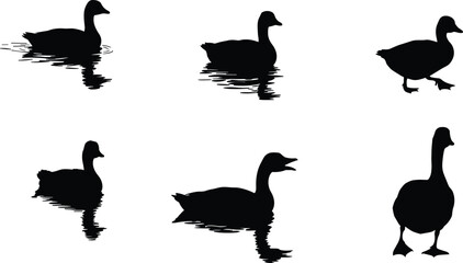 Duck and goose silhouette vector illustration, swimming and walking bird clipart, farm animal design, wildlife nature artwork for creative projects