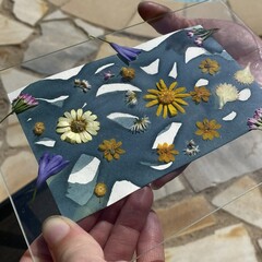 Cyanotype / blueprint / sunprint paper has been exposed in the sun and the flowers are ready to be removed