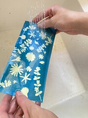 Final step in the blueprint / cyanotype process pouring water over the exposed paper