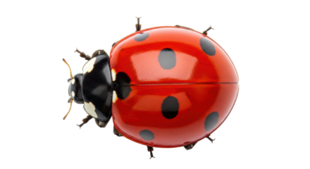 Red ladybug PNG isolated on transparent background, close-up of a seven-spot ladybug with black spots, insect vector for biology and nature designs