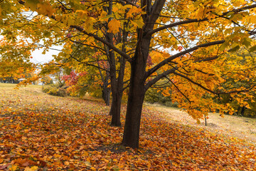 autumn maple alley in the park