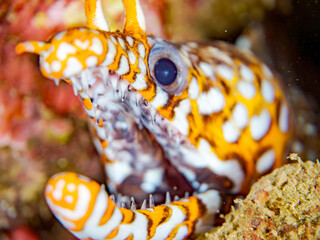 トラウツボ, Dragon Moray, Enchelycore pardalis, ウツボ科,
他の群れ。
静岡県伊豆半島南伊豆町中木ヒリゾ浜-2025年
