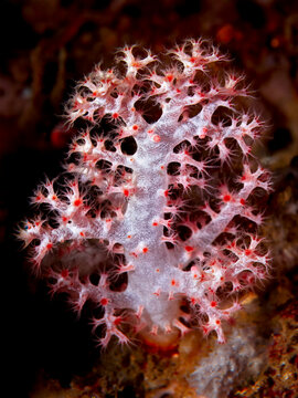 Close up of Dendronephthya hemprichi Soft Coral in Lembeh Indonesia