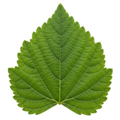 Detailed Veins on a Vivid Green Leaf A Symbol of Nature s Intricate Beauty and Freshness on transparent background