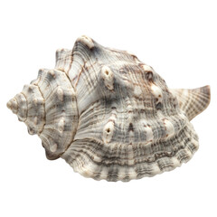 Seashell Beauty Detailed Conch Shell Close Up Beach Find Ocean Decor Coastal Artwork Marine on transparent background