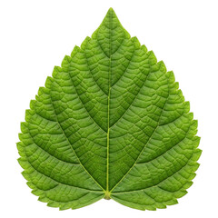 Green Leaf Macro Photography Detailed Veins Natural Texture Botanical Beauty Isolated Plant on transparent background