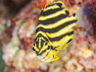 カゴカキダイ, Stripey, Microcanthus strigatus, カゴカキダイ科,
他の群れ。
静岡県伊豆半島南伊豆町中木ヒリゾ浜-2025年
