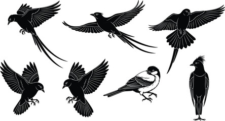 Birds, silhouette, black and white, flying, perched, crest, feather, elegant, nature, wildlife, minimal, graphic, illustration