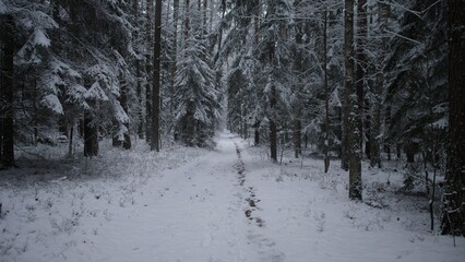A serene winter scene features a winding path through a snowy forest in Alaska. Tall pine trees are blanketed in snow, creating a peaceful atmosphere. The dense woods are quiet and tranquil