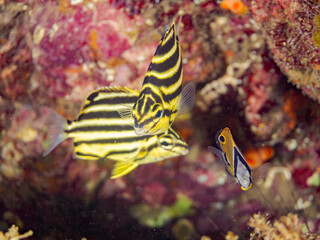 カゴカキダイ, Stripey, Microcanthus strigatus,...