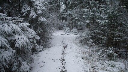 A peaceful trail winds through a snowy forest in Alaska Canada. Trees are covered in white snow, creating a tranquil winter scene that invites exploration and reflection