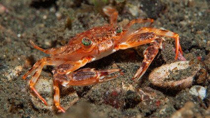 Red swimming crab on sandy seafloor in Lembeh Indonesia