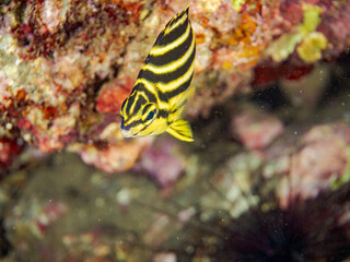 カゴカキダイ, Stripey, Microcanthus strigatus,...