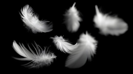 Obraz premium Multiple fluffy white down feathers drift against a stark black background