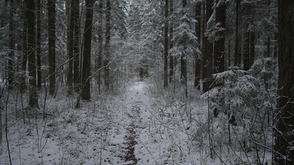 A peaceful forest trail is blanketed in fresh snow, with tall trees standing guard in winter. The...