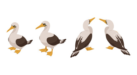 Obraz premium Cartoon booby birds in various poses on white background