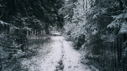 Fototapete Waldweg A serene pathway winds through a winter forest in Alaska, blanketed in fresh snow. Tall evergreen trees frame the trail, creating a peaceful and cold atmosphere  © bisonov