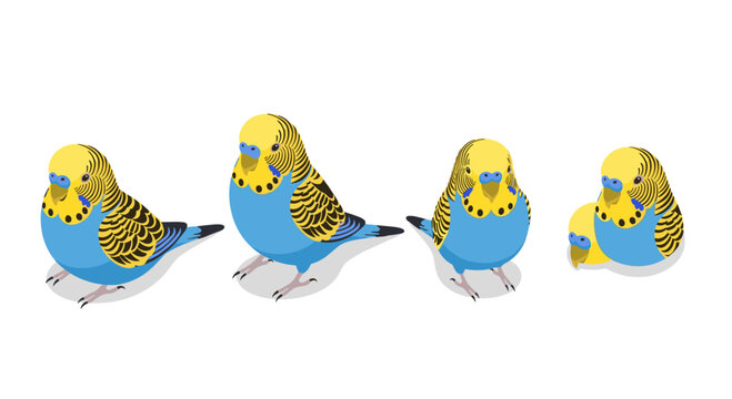 Colorful budgerigar birds in various poses on a white background