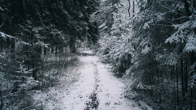 A serene pathway winds through a winter forest in Alaska, blanketed in fresh snow. Tall evergreen trees frame the trail, creating a peaceful and cold atmosphere