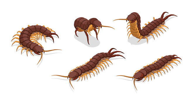 Isometric centipede collection: detailed insect illustrations on white background