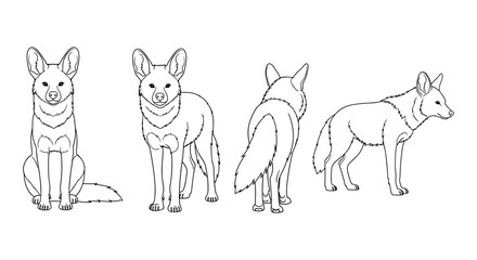 Obraz premium Black and white linear coyote sketch from multiple angles for artistic reference