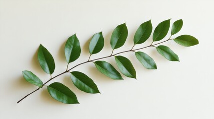 A vibrant green branch with multiple fresh leaves arranged neatly on a light, plain background, showcasing natural beauty and organic simplicity