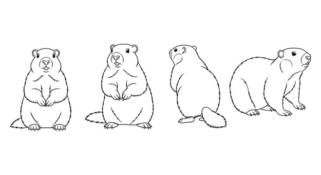 Groundhog sketches: detailed black and white ground squirrel line art