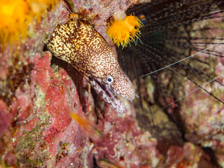 オトヒメエビ, Banded coral shrimp, Barber-pole shrimp, Stenopus hispidus, オトヒメエビ科,
ウツボ, Brutal Moray, Gymnothorax kidako, ウツボ科,
他の群れ。
静岡県伊豆半島南伊豆町中木ヒリゾ浜-2025年
