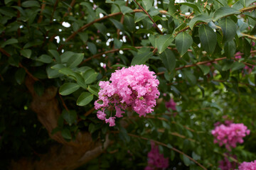 Fototapeta premium Lagerstroemia indica shrub in bloom