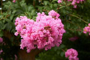 Lagerstroemia indica shrub in bloom