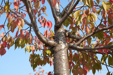 Fototapete bei efototapeten.de bestellen   