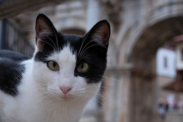 A black-and-white cat posing in front of the ancient Hadrian’s Gate in the old town of Antalya, Turkey