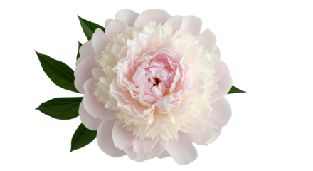 Pale pink peony flower isolated PNG on transparent background, delicate floral element for wedding invitations and spring designs
