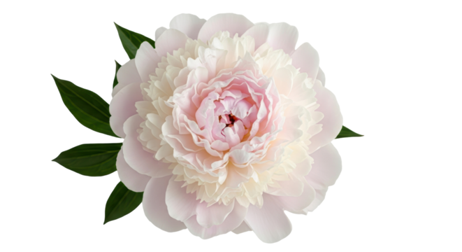 Pale pink peony flower isolated PNG on transparent background, delicate floral element for wedding invitations and spring designs