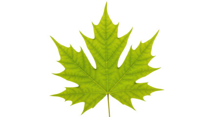 Green maple leaf PNG isolated on transparent background, vibrant foliage with detailed veins for autumn designs and nature-themed projects