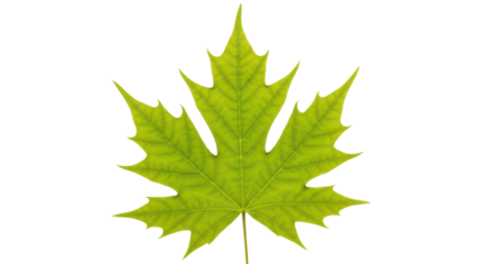 Green maple leaf PNG isolated on transparent background, vibrant foliage with detailed veins for autumn designs and nature-themed projects
