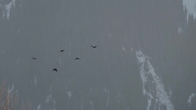 birds of the Vranov family, presumably Alpine jackdaws Pyrrhocorax graculus, in flight against the background of snow-capped winter mountains