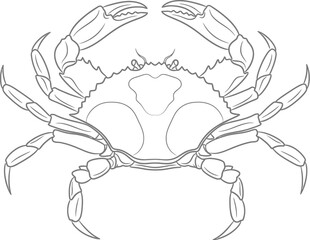 Obraz premium Detailed black and line art drawing of a crab viewed from above, for easy coloring or graphic use