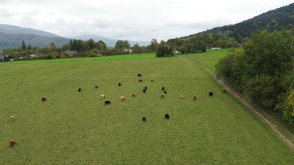 Highland cattle grazing in remote European hills, drone view.