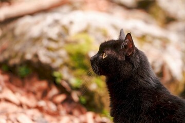 Cat observing nature in outdoor setting
