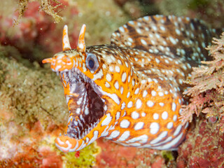 トラウツボ, Dragon Moray, Enchelycore pardalis, ウツボ科,
他の群れ。
静岡県伊豆半島南伊豆町中木ヒリゾ浜-2025年
