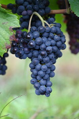 Weintrauben