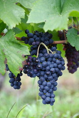 Weintrauben