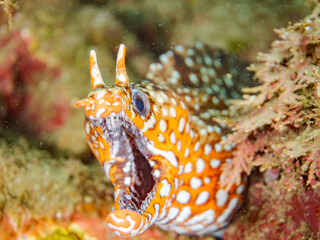 トラウツボ, Dragon Moray, Enchelycore pardalis, ウツボ科,
他の群れ。
静岡県伊豆半島南伊豆町中木ヒリゾ浜-2025年
