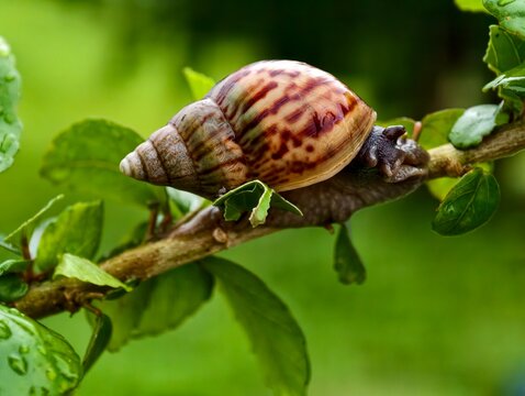Giant African Snail